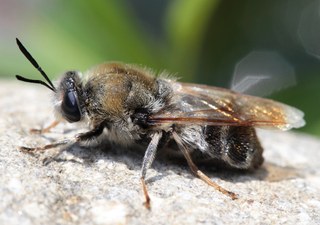 Imenottero  da identificare. No. Stratiomys longicornis?